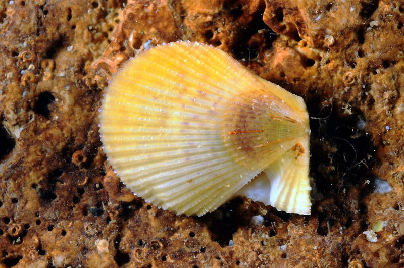 Bivalve da determinare